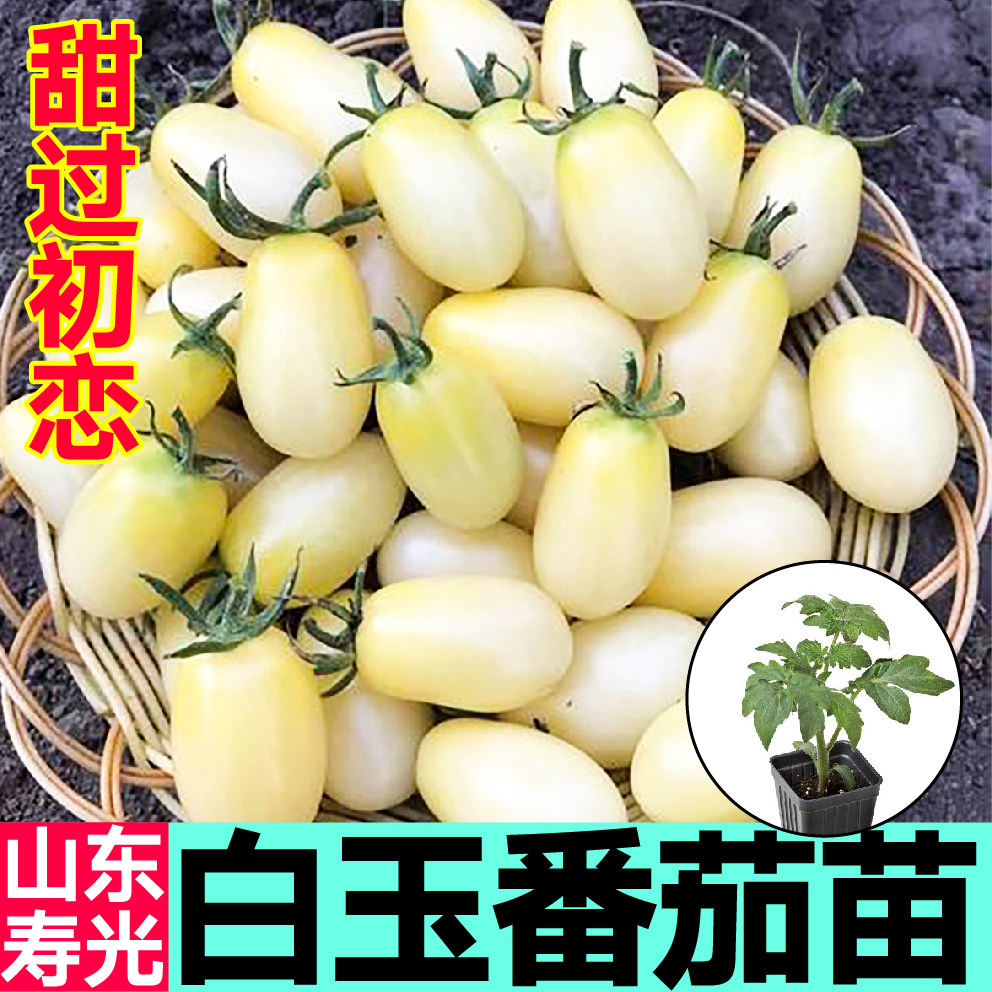 白玉番茄秧苗幼苗超甜白妃圣女果樱桃西红柿种子四季盆栽串收寿光