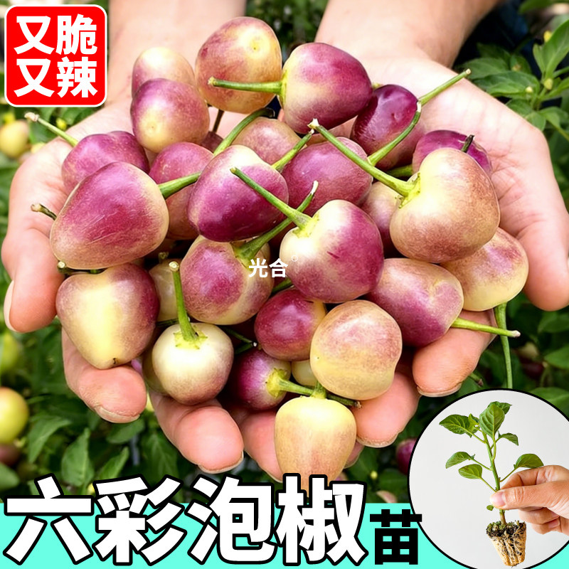 鲜香脆辣六彩泡椒五彩多彩辣椒种子圆珠小辣椒甜椒红小米阳台盆栽
