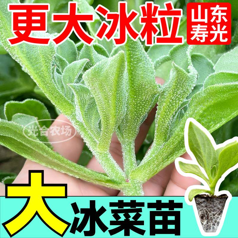 蔬菜中的贵族冰菜苗秧大幼苗带土球种子冰草种籽四季春秋盆栽阳台