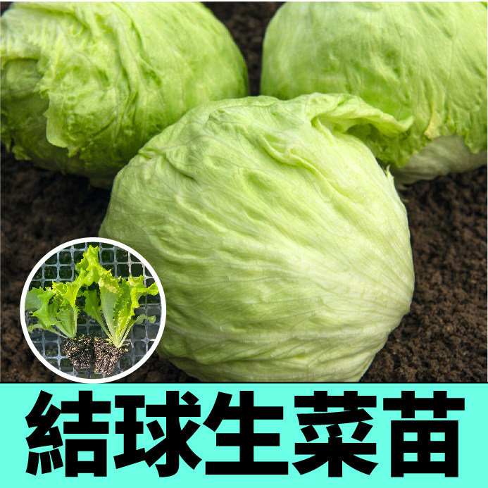 山东寿光结球生菜苗秧带土球大速生紫红罗马直立咖啡生菜种子四季