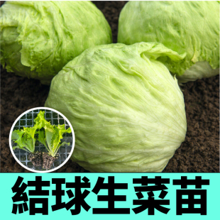 山东寿光结球生菜苗秧带土球大速生紫红罗马直立咖啡生菜种子四季
