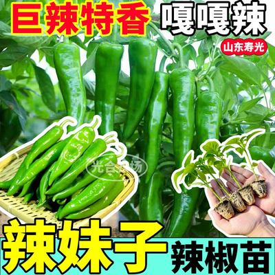 超辣辣妹子苗秧带土球高产青红