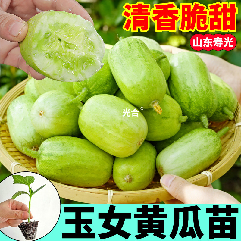 寿光金童玉女黄瓜苗秧带土发货水果黄瓜种子绿芯黄瓜四季高产盆栽