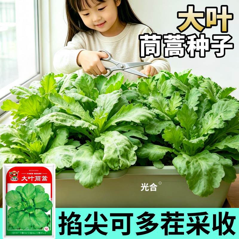 清香大叶筒篙种子叶片宽大肥厚随吃随摘阳台庭院种植新鲜蔬菜种子