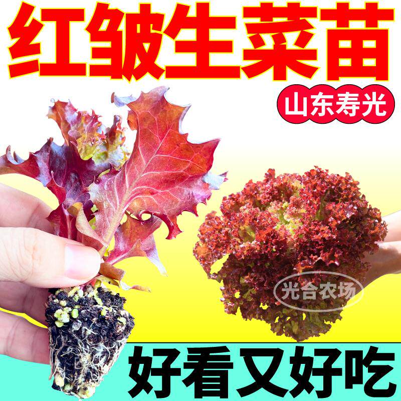 寿光红皱生菜苗秧营养丰富高产大速奶油紫罗莎结球生菜种子速生苗