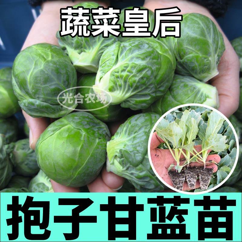山东寿光迷你孢子甘蓝苗秧四季春秋庭院抱子小包菜种子高产串收籽