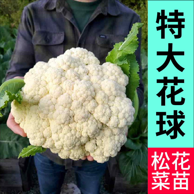 山东寿光花菜特大花球苗秧带土球西兰花松花菜花椰菜种子四季盆栽