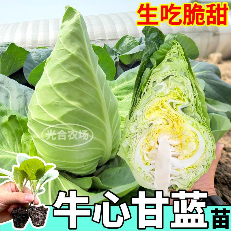 正宗高产牛心甘蓝苗秧绿色包心菜种子四季高产盆栽庭院紫绿甘蓝