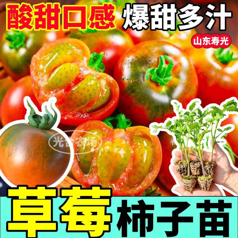 正宗草莓柿子苗秧绿腚口感型丹东铁皮柿子四季水果铁皮西红柿种籽