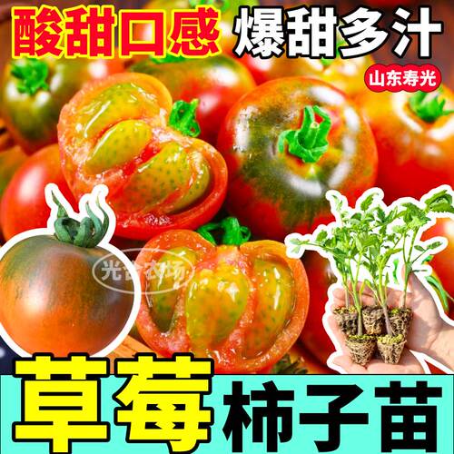 正宗草莓柿子苗秧绿腚口感型丹东铁皮柿子四季水果铁皮西红柿种籽