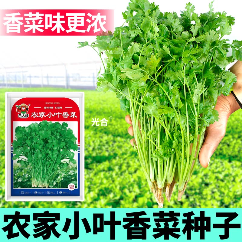 浓香农家小叶香菜种子易活抗病高产脆嫩好吃地栽香菜菜籽春秋播种