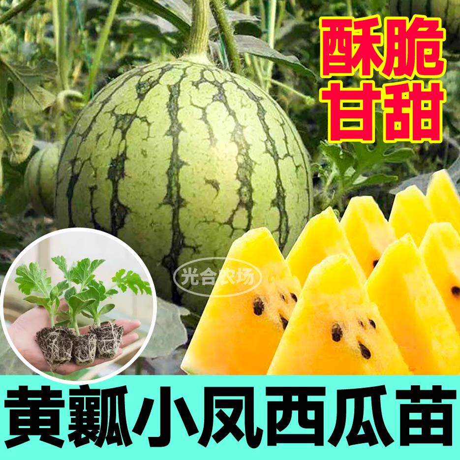正宗黄心特小凤西瓜秧苗爆甜黄瓤小西瓜黄皮黄瓤西瓜种子麒麟懒汉