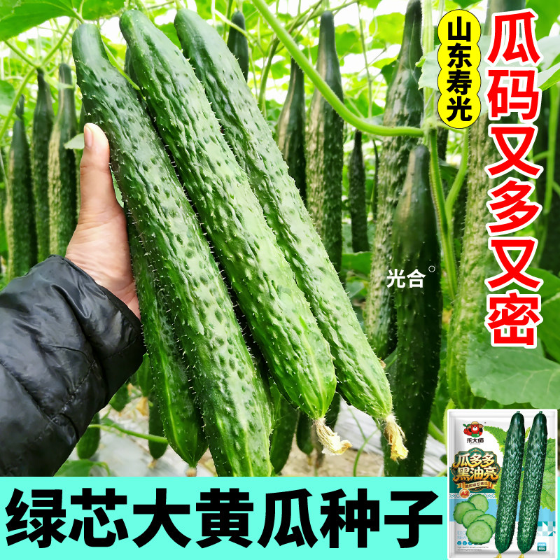 绿芯大黄瓜种子高产脆甜满地爬奶油白玉黄瓜种籽阳台小院大田种植