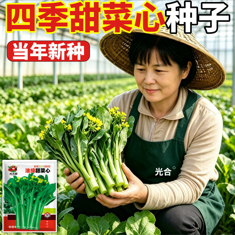 高产油绿甜菜心种子早熟脆甜多汁油绿光亮小院当年新种蔬菜种籽子