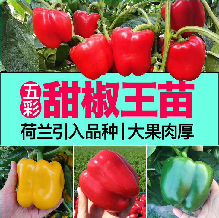 红甜椒黄甜椒绿甜椒苗秧带土球紫白五彩甜椒辣椒种子四季阳台盆栽