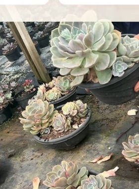大盆蓝色苍鹭