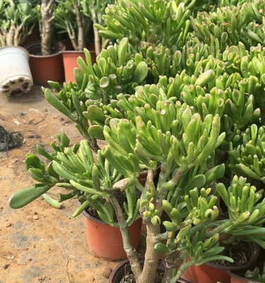 吸财树