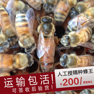 美意蜂王人工授精种王蜜蜂王意大利品种蜜蜂种王美意王产卵意蜂王