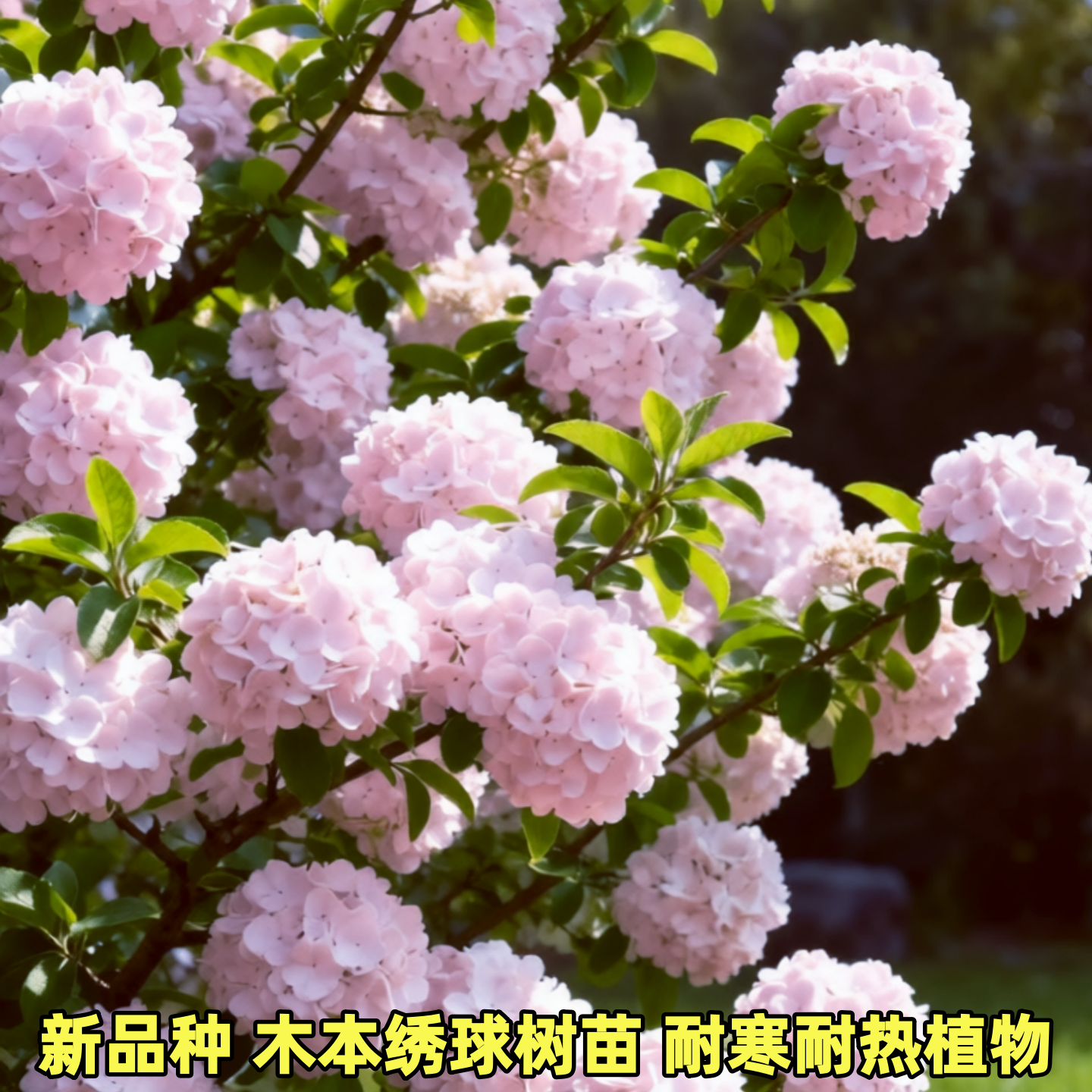 庭院别墅木本绣球树苗盆栽地栽阳台庭院耐寒耐热植物木本绣球花苗,鲜花速递/花卉仿真/绿植园艺,绣球/木绣球/木本植物,淘宝优惠券,粉丝福利购,淘宝优惠卷