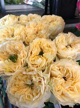 一加仑扦插中苗四恋 四浪漫 月季花苗原土原盆发货包阳台庭院盆栽