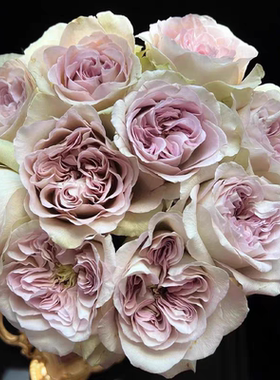 一加仑扦插中苗巴黎圣母院原土原盆发货