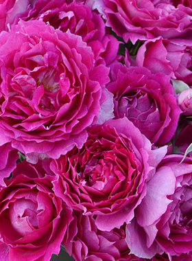 欧月 灌木浓香月季天方夜 谭月季锯齿边勤花可盆栽花卉月季花小苗