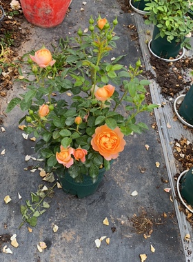 一加仑扦插果汁阳台中苗