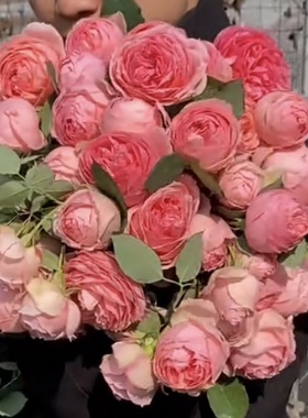 德国First Lady弟一夫人切花版四季开花包子型和粉龙相似阳台庭院