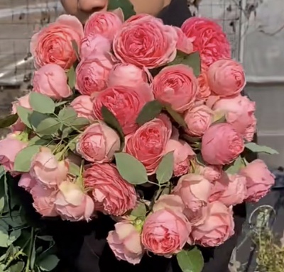 德国First Lady弟一夫人切花版四季开花包子型和粉龙相似阳台庭院