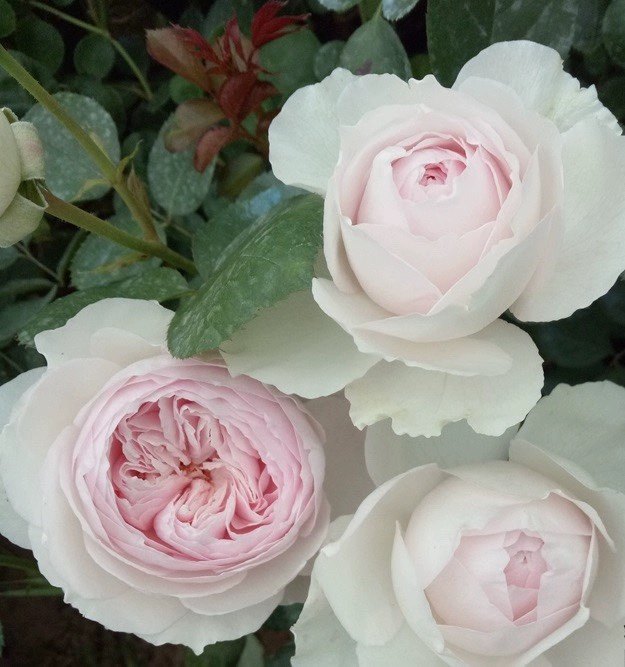 一加仑 草莓奶昔 扦插原盆原土发货,鲜花速递/花卉仿真/绿植园艺,月季/蔷薇/玫瑰,淘宝优惠券,粉丝福利购,淘宝优惠卷