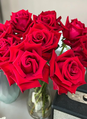 一加仑扦插中苗卡罗拉原土原盆发货