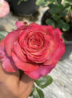 一加仑 麦芽糖 原盆原土发货