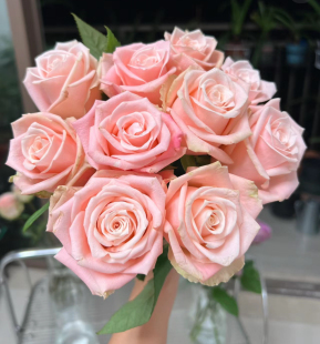 帝王系列杏粉色大花杏仁奶糖小苗盆栽地栽花瓣厚实带土发货