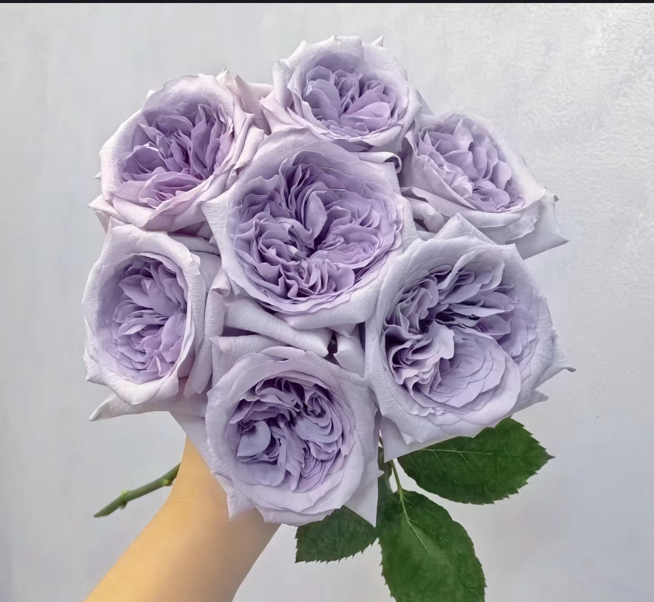 新品紫荔枝小苗月季花苗长势快抗病好带土发货阳台庭院盆栽地栽,鲜花速递/花卉仿真/绿植园艺,月季/蔷薇/玫瑰,淘宝优惠券,粉丝福利购,淘宝优惠卷