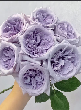 新品紫荔枝小苗月季花苗长势快抗病好带土发货阳台庭院盆栽地栽