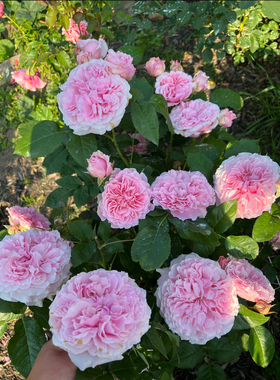 一加仑扦插中苗奥斯汀花型 米兰达花苗原土原盆发货