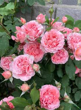 珊瑚果冻小苗浓香直立多头切花耐热四季开花可藤本可灌木