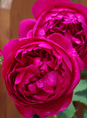 秋日胭脂 大花灌木月季花苗大花浓香 开花不断 阳台花卉 盆栽地栽