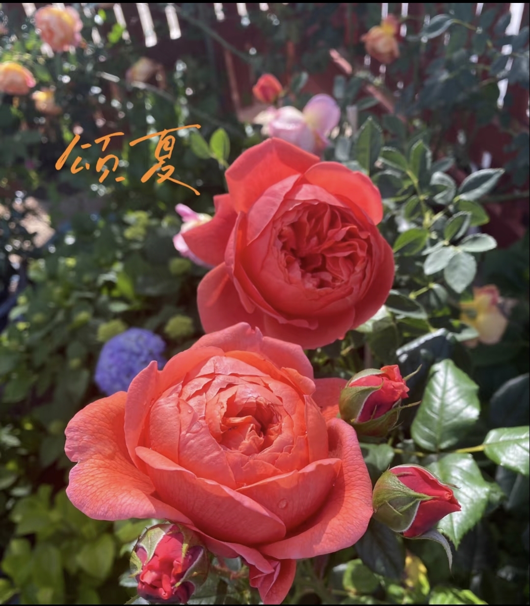 一加仑扦插中苗颂夏 夏日之歌月季花苗原土原盆发货包邮