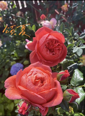 一加仑扦插中苗颂夏 夏日之歌月季花苗原土原盆发货包邮