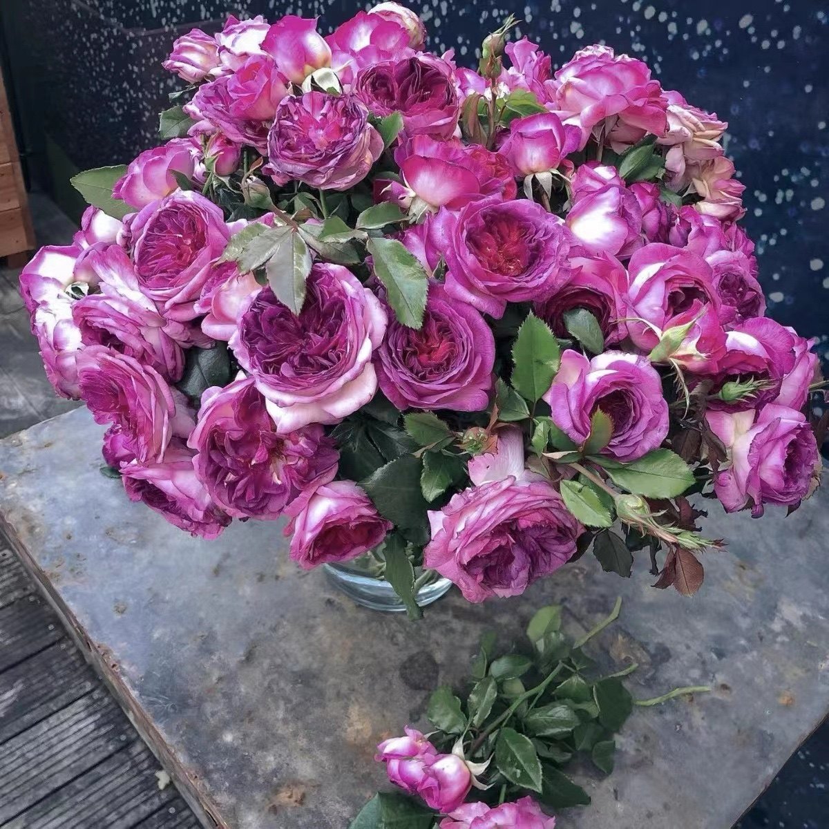 新品蓝莓蛋糕戴尔巴德系列大花浓香四季开灌木庭院阳台抗病强绿植,鲜花速递/花卉仿真/绿植园艺,月季/蔷薇/玫瑰,淘宝优惠券,粉丝福利购,淘宝优惠卷