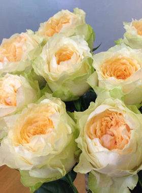 一加仑扦插中苗教母花苗原土原盆发货包邮