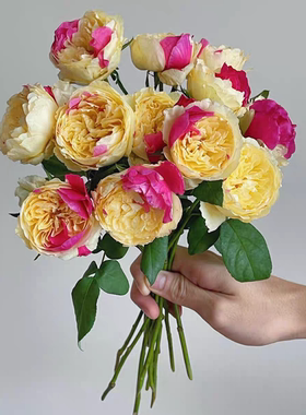 一加仑扦插中苗奥斯汀风月月季花苗原土原盆发货阳台庭院盆栽地栽