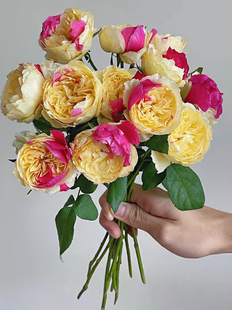 一加仑扦插中苗奥斯汀风月月季花苗原土原盆发货阳台庭院盆栽地栽