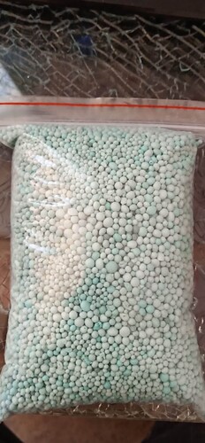 绿植橙色升级版挪威复合肥月季园