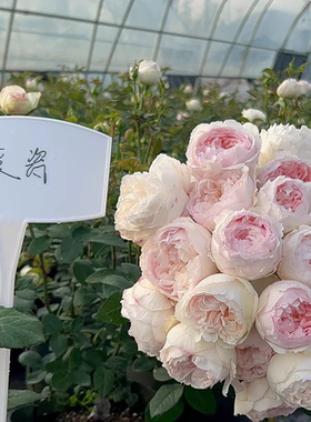 一加仑扦插中苗可爱瓷原土原盆发货