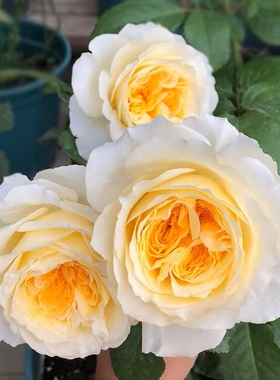 奥斯汀经典切花碧翠丝月季盆栽大花浓香多季节开花阳台玫瑰花苗