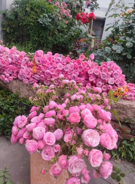 艾拉绒球 一加仑 原盆原土发货