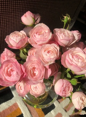 草莓杏仁饼  日本月季花苗  庭院植物花卉玫瑰    多季开放