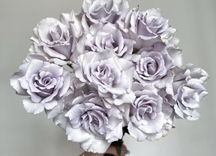 一加仑扦插朦胧紫原盆原土发货